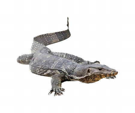 a photography of a large alligator with a long tail and a long tail, there is a large alligator that is floating in the water.の写真素材