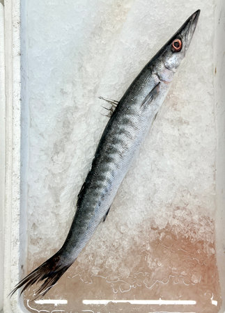 a photography of a fish in a box of ice on a table, there is a fish that is sitting on a tray of ice.の写真素材