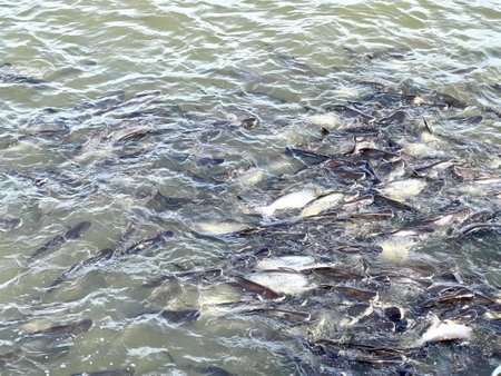 a photography of a bunch of fish in the water near a dock, there are many fish in the water together...