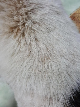 a photography of a cat with a hat on its head, there is a close up of a cat's fur with a hat on.