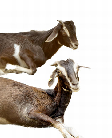 a photography of two goats are laying down on the ground, goats are laying down and standing on the ground together.の写真素材
