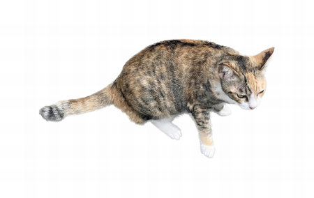 a photography of a cat is jumping in the air, there is a cat that is jumping in the air.の写真素材