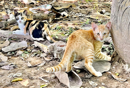 a photography of a cat walking on a rock next to a tree, tiger cat walking on a rock next to a cat...