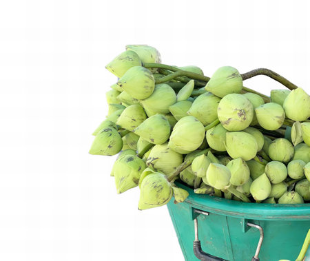 a photography of a green bucket filled with green bananas.の写真素材