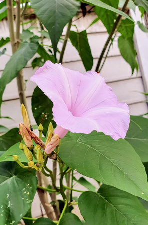 a photography of a pink flower with green leaves in front of a house.の写真素材