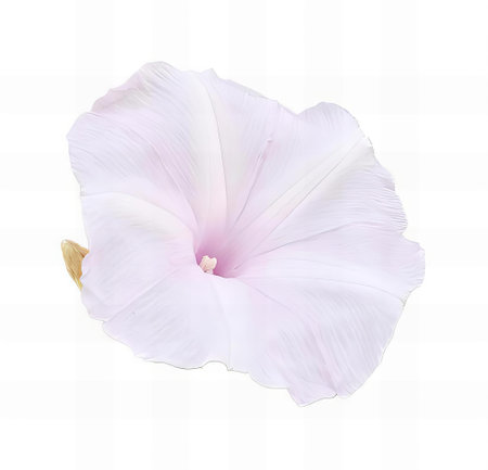 a photography of a pink flower with a white background.の写真素材