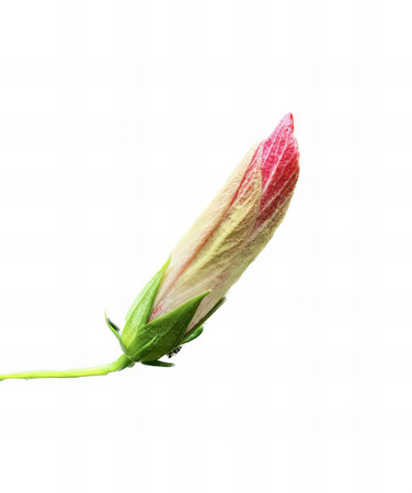 a photography of a flower budding on a white background, sulphur butterfly on a flower bud on a white background.の写真素材