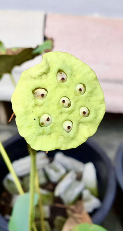 a photography of a plant with a lot of eyes on it, flowerpot with a green leaf with eyes on it and a few leaves.の写真素材