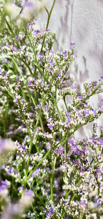 a photography of a bunch of purple flowers in a vase, cabbage butterfly on a flower bush with purple flowers in the background.の写真素材