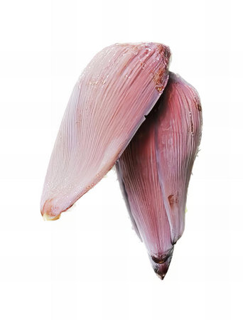 a photography of a banana flower with a white background, banana flower with a pink flower bud on a white background.の写真素材