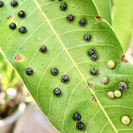 a photography of a leaf with many black bugs on it, fig leaf with black bugs on it.の写真素材