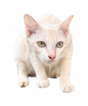 a photography of a white cat with green eyes on a white background.の写真素材