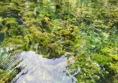 a photography of a pond with a bunch of plants in it, coral reef with algae and plants in clear...