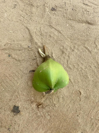a photography of a green apple laying on the ground, figurine on the ground with a green leaf on it.の写真素材