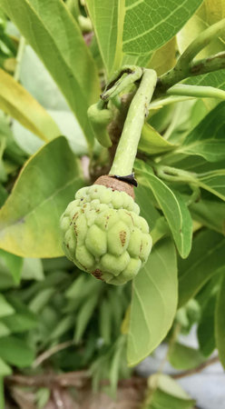 a photography of a green fruit on a tree with leaves, custard apple on a tree with green leaves and...
