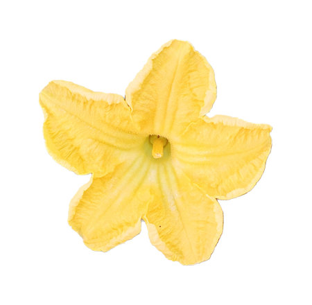 a photography of a yellow flower on a white background, spaghetti squash flower on white background with no leaves.の写真素材