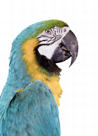 a photography of a parrot with a blue and yellow face, macaw with a blue and yellow feathers and a white background.の写真素材