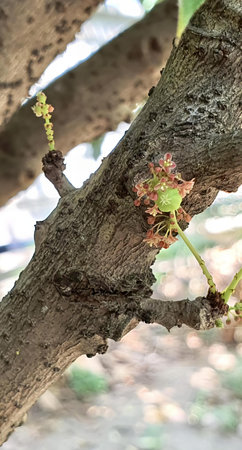 a photography of a tree branch with a bunch of leaves, figurines of flowers growing on a tree branch in a garden.の写真素材