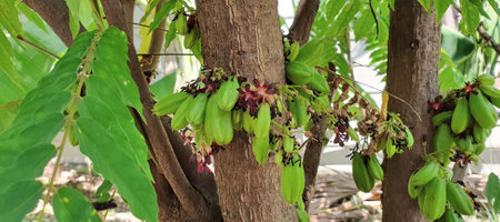 a photography of a bunch of bananas hanging from a tree, banana trees with green leaves and red berries growing on them.の写真素材
