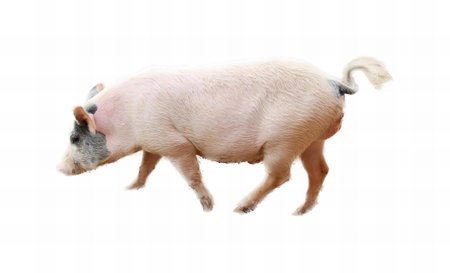 a photography of a pig walking across a white surface, sus scrofa, a pig with a white background.の写真素材