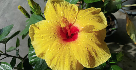 a photography of a yellow flower with water droplets on it, flowerpot with yellow and red petals and water droplets on it.の写真素材