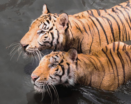 a photography of two tigers swimming in a body of water, panthera tigris in the water with their mother.の写真素材