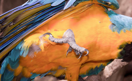 a photography of a colorful bird with a large beak and a large wing.の写真素材