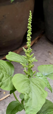 a photography of a plant with green leaves and a flower, flowerpots are sitting on the ground next to a plant.の写真素材