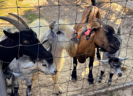 a photography of a group of goats standing next to each other, tup of goats standing behind a fence with a tag on it.の写真素材