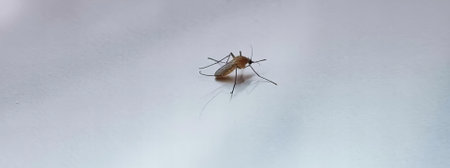 a photography of a mosquito on a white surface, cricket bug on a white surface with a blue sky in the background.の写真素材