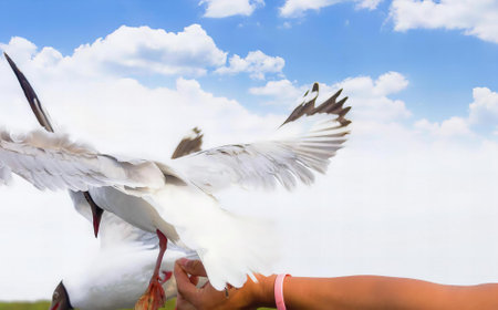 a photography of a person holding a bird in their hand, mollymawkh is feeding a seagull with a hand.の写真素材