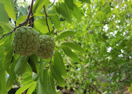 a photography of a bunch of fruit hanging from a tree, custard apple fruit hanging from a tree in a...