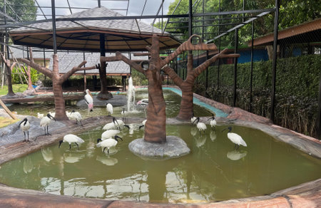 a photography of a group of birds standing around a pond, vat of birds in a cage at a zoo with a pond.の写真素材