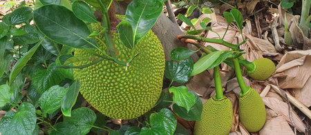 a photography of a jackfruit tree with a bunch of fruit hanging from it, jackfruits hanging from a...