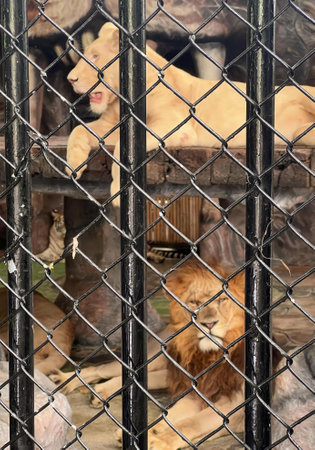a photography of a couple of lions laying down in a cage, cebus capucinuss and lions in a cage at a zoo.の写真素材