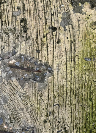 a photography of a bird sitting on a rock with moss growing on it, nail marks on a rock with moss...