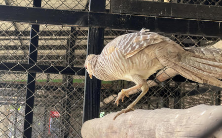 a photography of a bird is standing on a rock in a cage, partridge bird in flight in cage at zoo...