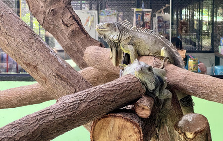 a photography of a group of iguanas sitting on a tree branch, iguana iguana on a tree branch in a zoo enclosure.の写真素材