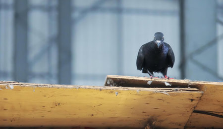 a photography of a bird sitting on a wooden ledge in front of a building.の写真素材