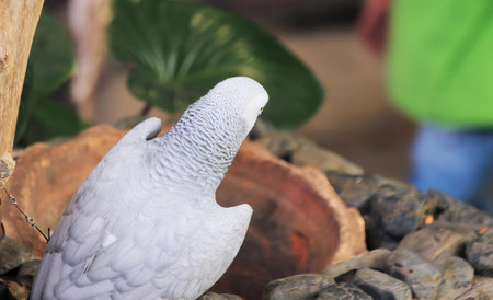 a photography of a white bird sitting on a rock next to a plant, psittacus erithacusus perched on a...