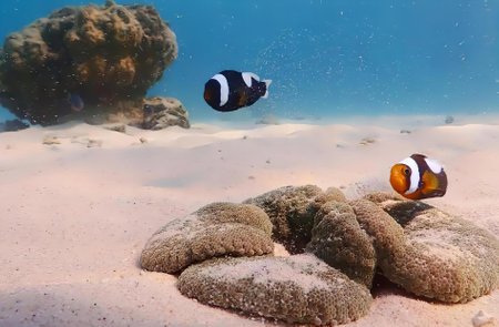 a photography of two clown fish swimming in the ocean near rocks.