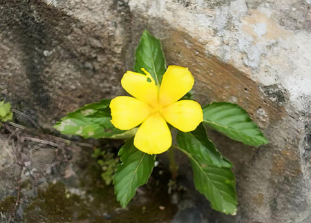 a photography of a yellow flower growing out of a hole in a rock, flowerpot with yellow flower...