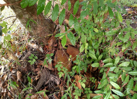 a photography of a tree trunk with a bunch of leaves growing around it.