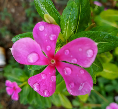 a photography of a pink flower with water droplets on it, golf cart with pink flowers and green leaves in the background.の写真素材