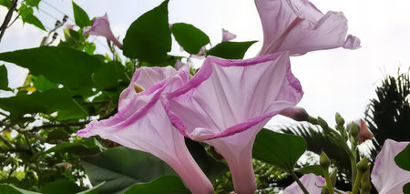 a photography of a pink flower with green leaves in the background, flowerpots of a plant with pink...