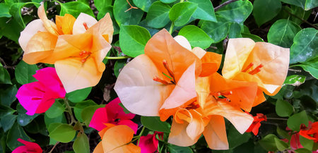 a photography of a bunch of flowers that are in the grass, flowerpots of orange and pink flowers are...