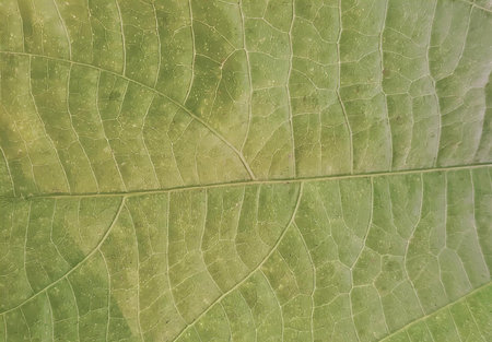 a photography of a close up of a leaf with a single bug on it, phalangium opilio leaf with a single...