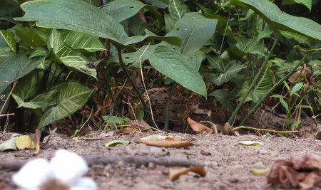 a photography of a bird sitting on the ground next to a bush, daisy and cotton plant in the dirt...
