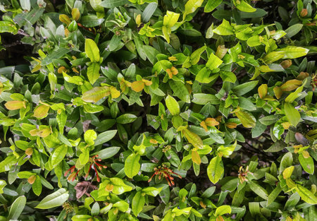 a photography of a bush with green leaves and brown spots, flowerpots and leaves of a shrub with...