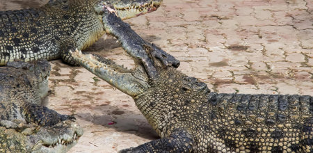 a photography of two alligators are fighting over a piece of meat, crocodylus niloticuses are the largest of the crocodiles.の写真素材